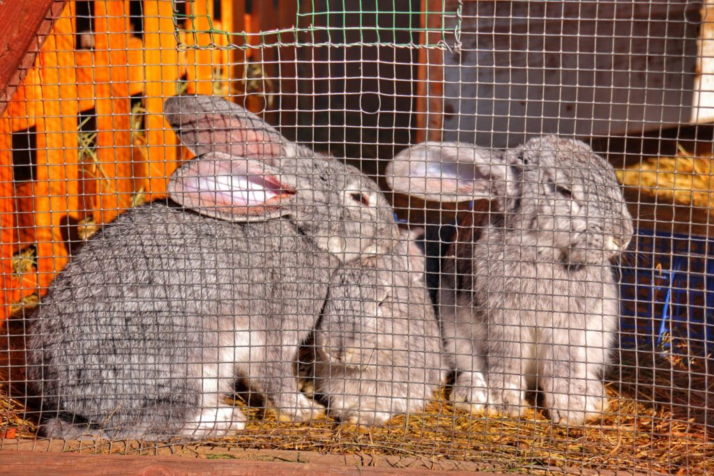 Trzy szare króliki mieszkające przy schronisku na Klimczoku w Beskidzie Śląskim