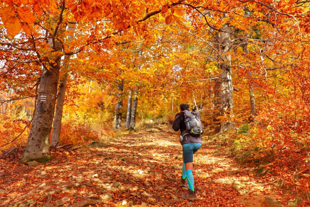 Turysta idący niebieskim szlakiem na Klimczok, leśna droga, drzewa pokryte złotymi liśćmi, złota polska jesień