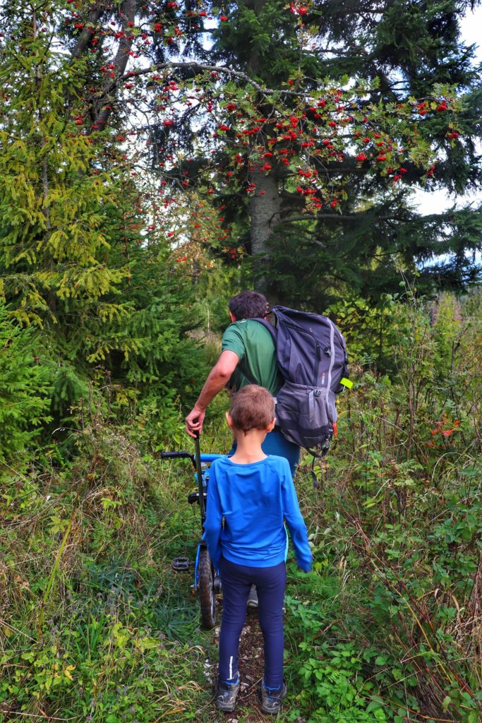 Turysta z dzieckiem idący bardzo wąską ścieżką leśną, na drzewach pomarańczowa jarzębina