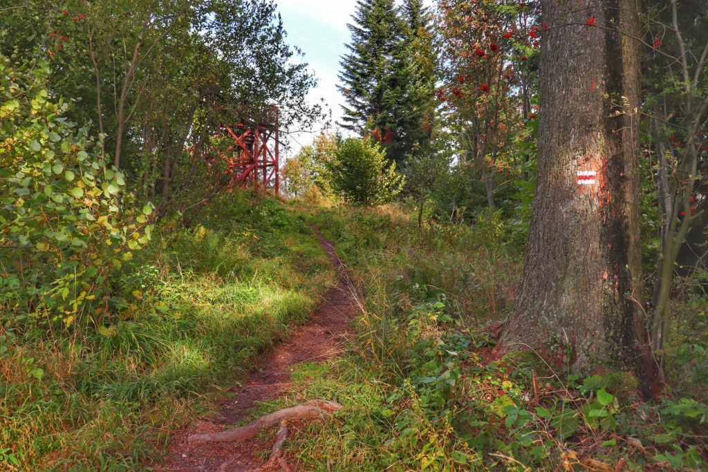 Wąska ścieżka leśna na czerwonym szlaku prowadząca do widocznej drewnianej wieży widokowej na szczycie Żar w Pieninach