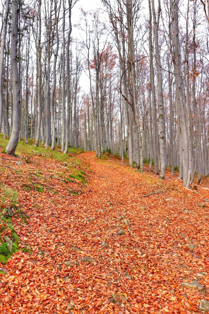 Leśna droga, jesień, Beskid Żywiecki