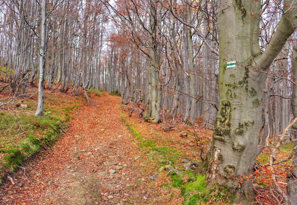 Leśna droga na szlaku zielonym idącym ndo miejsca - Czerniawa Sucha