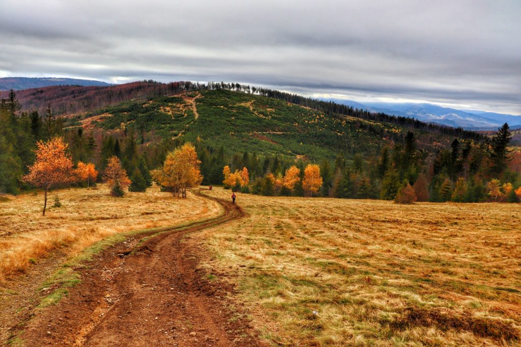 Jesień, widok w stronę szczytu Czerniawa Sucha z podejścia żółtym szlakiem na Jałowiec 