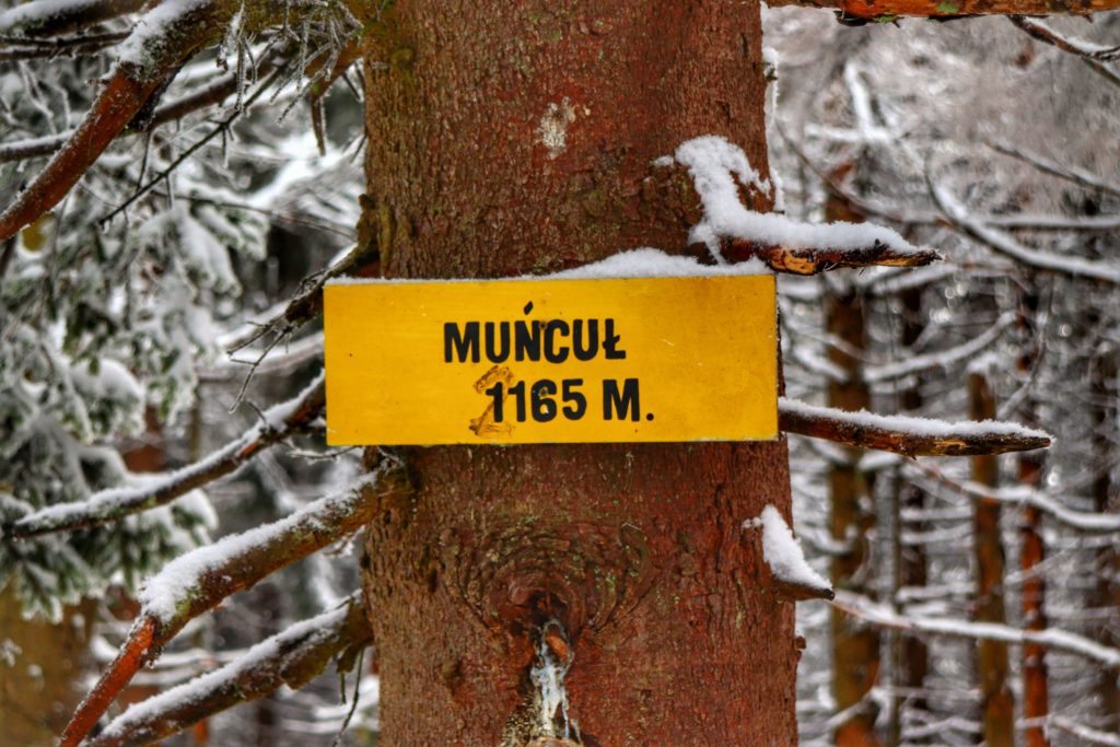 Żółta tabliczka wisząca na drzewie z napisem Muńcuł 1165 M. - oznaczająca szczyt