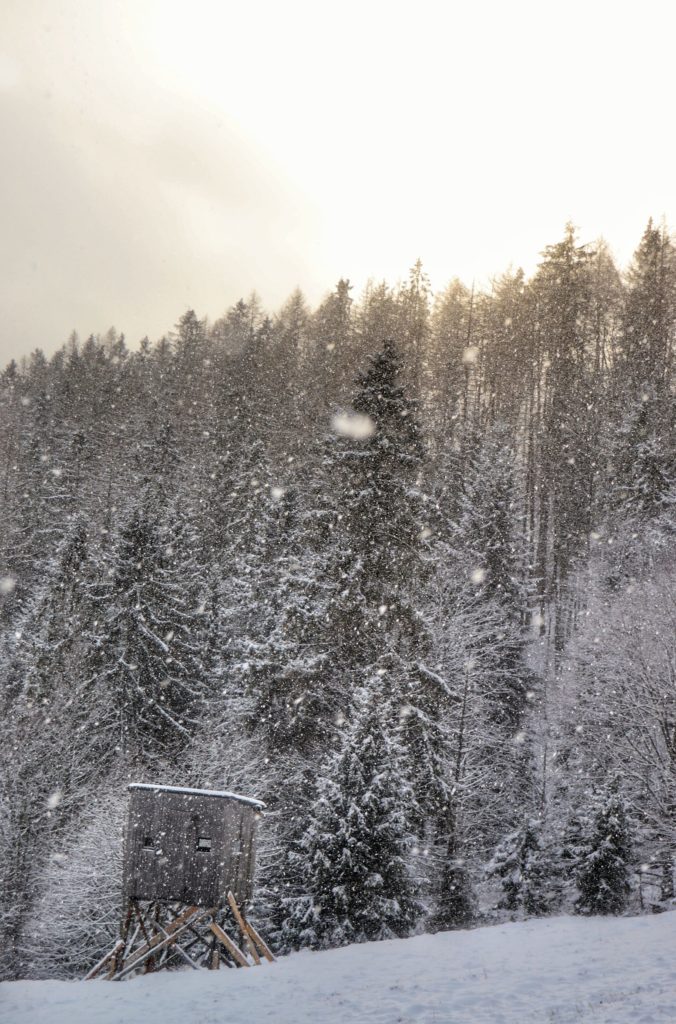 Drewniana budka obserwacyjna na zielonym szlaku na szczyt w Beskidzie Żywieckim - Muńcuł, zaśnieżone choinki, padający śnieg, niebo zakolorowane przez słońce