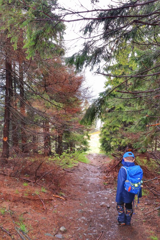Dziecko wędrujące leśną ścieżką