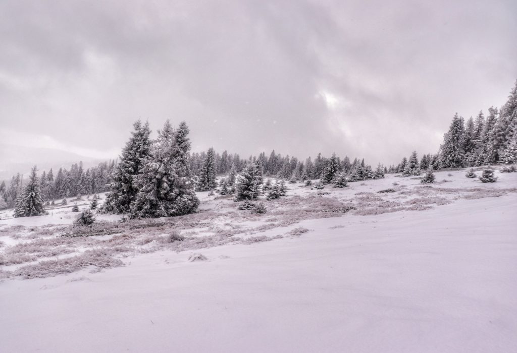 Hala na Muńczole zimą, zaśnieżone drzewa, zachmurzone niebo