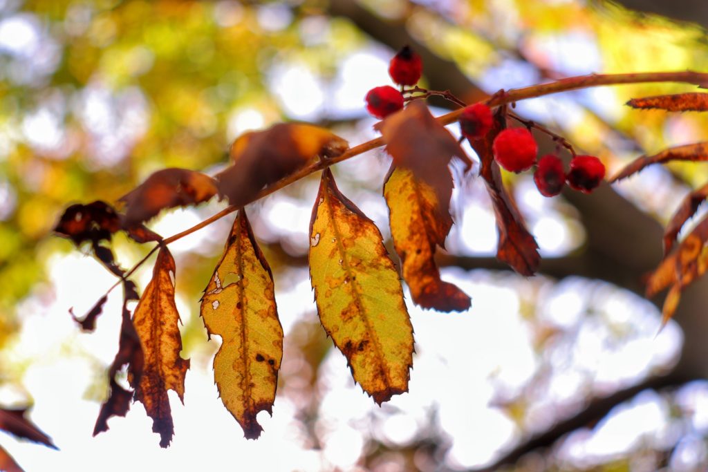 Jesień. żółte suche liście – jarząb pospolity