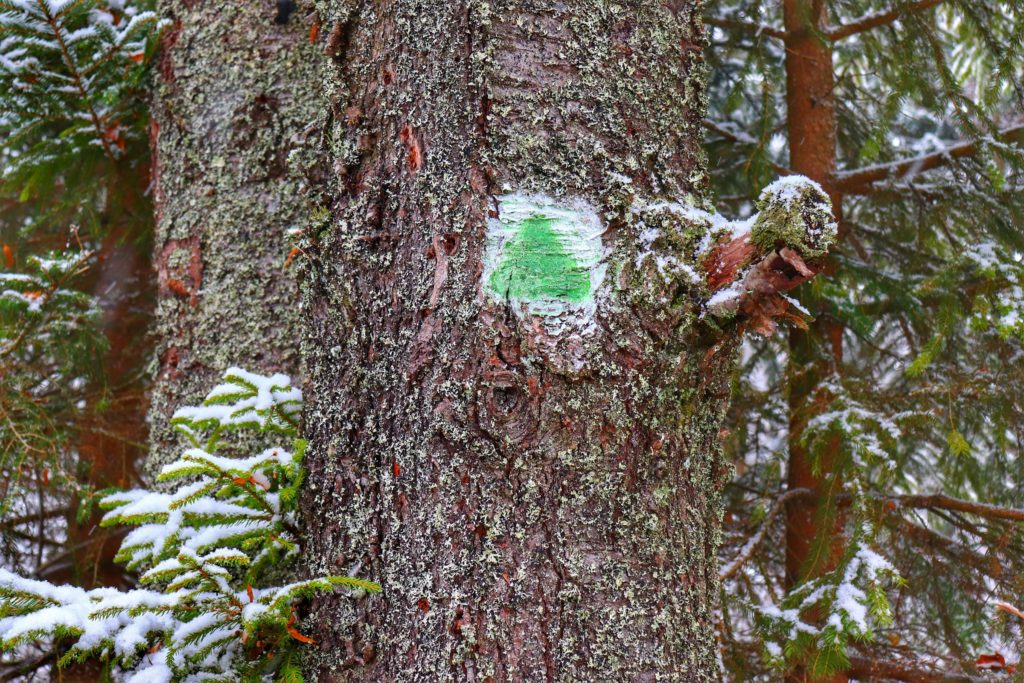 Oznaczenie na drzewie - zielony szlak bazowy, Beskid Żywiecki
