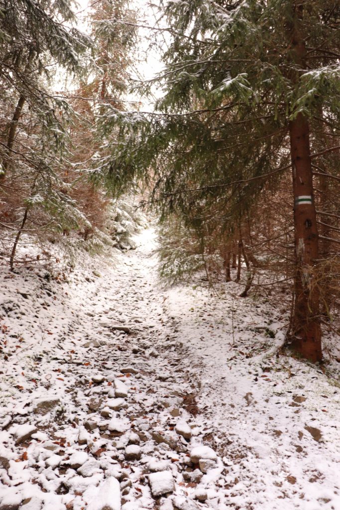 Szeroka droga leśna na zielonym szlaku na Muńcuł - Ujsoły, śnieg
