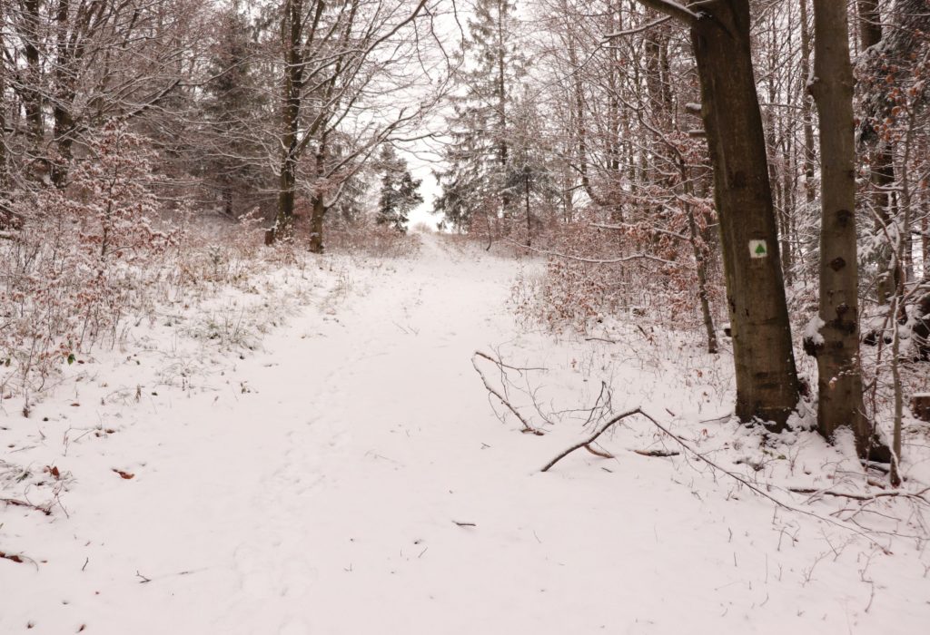Szeroka, zaśnieżona idąca w górę droga na zielonym szlaku bazowym Przysłop Potócki