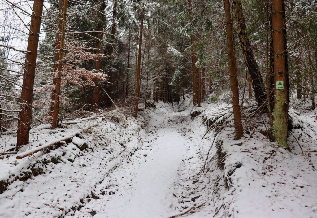 Szeroka, zaśnieżona, pnąca się w górę droga na zielonym szlaku bazowym - Rycerki Leśniczówka