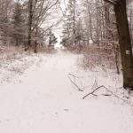 Szeroka, zaśnieżona idąca w górę droga na zielonym szlaku bazowym Przysłop Potócki