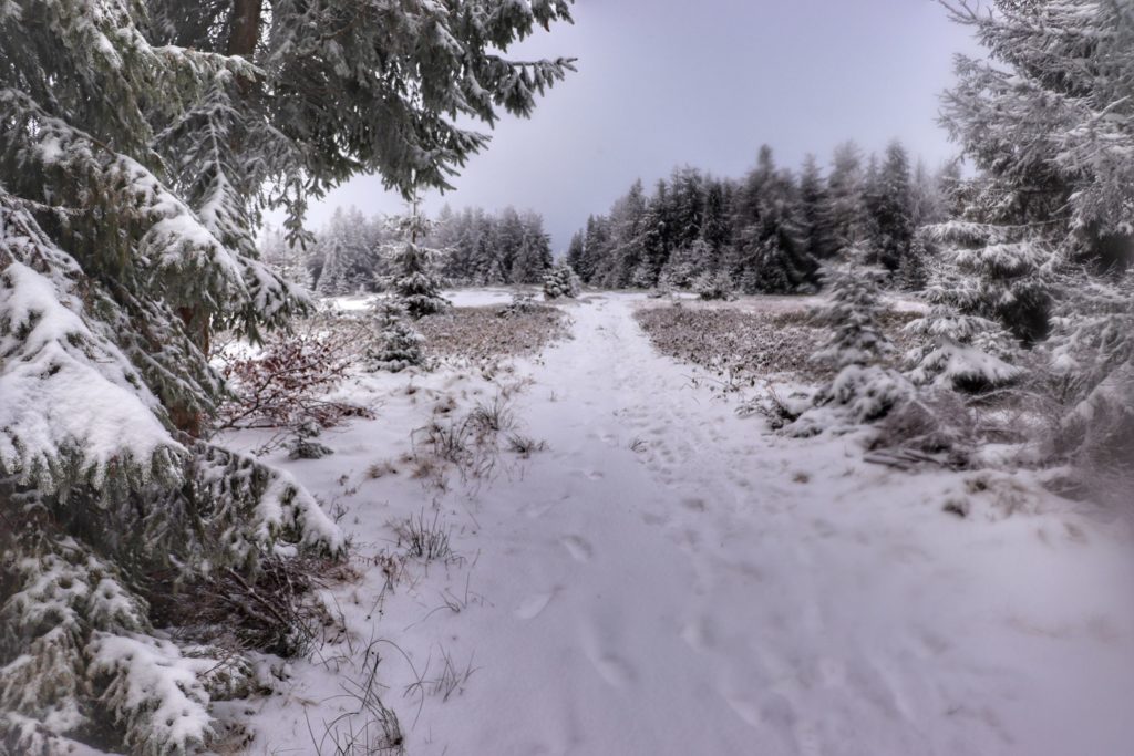 Szeroka, zaśnieżona ścieżka na zielonym szlaku, okolice Hali na Muńczole