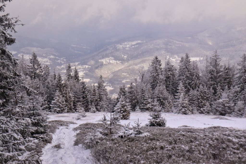 Widok rozciągający się z zielonego szlaku z Hali na Muńczole, zaśnieżone drzewa, grudniowe popołudnie