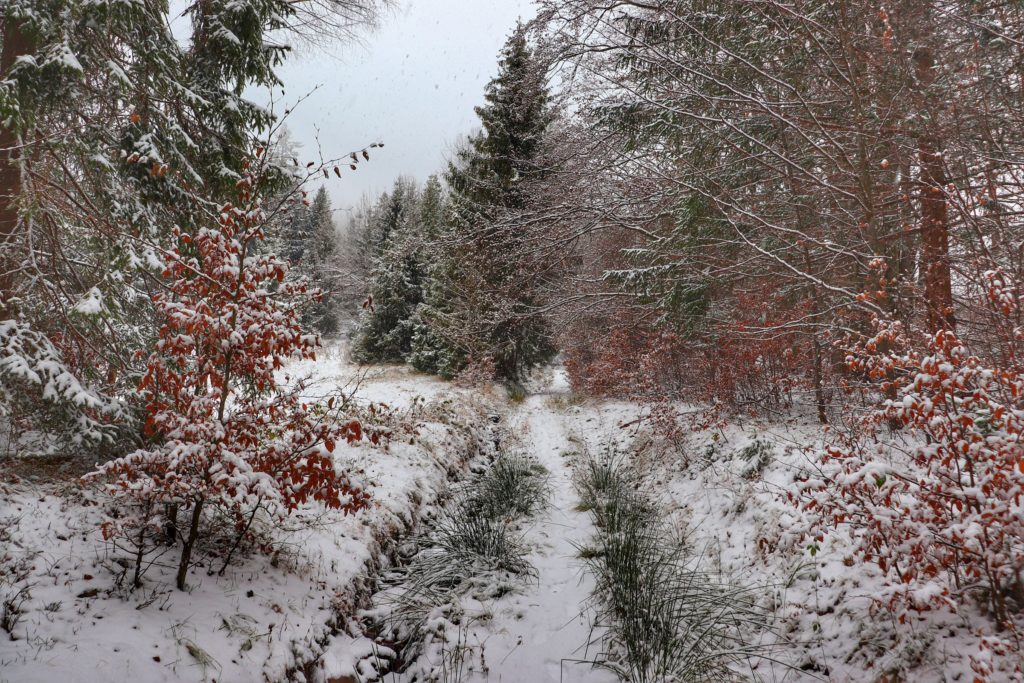 Zaśnieżona ścieżka leśna, pokryte śniegiem drzewa