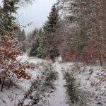 Zaśnieżona ścieżka leśna, pokryte śniegiem drzewa