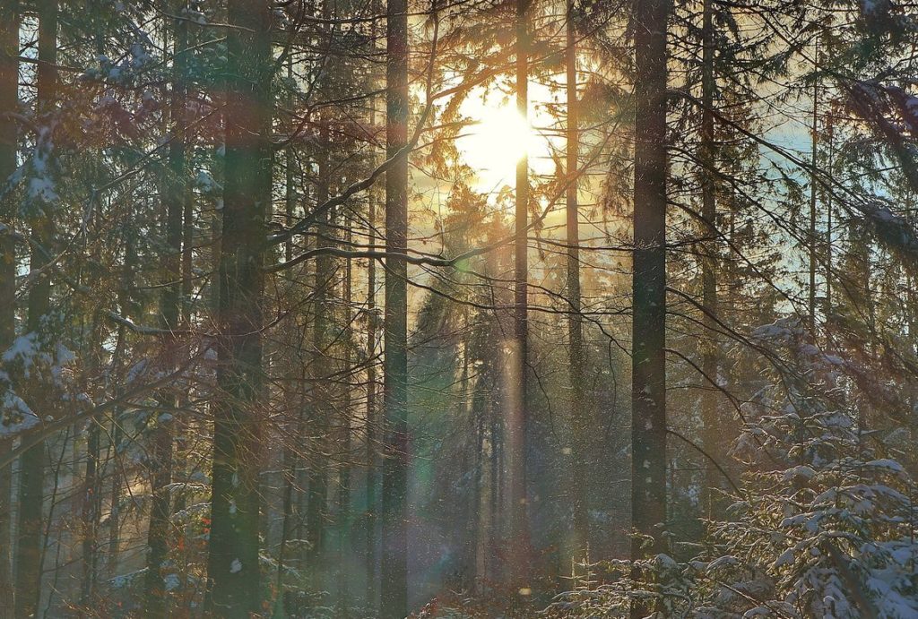 Zimowy las na niebieskim szlaku idącym z Przełęczy Glinne, poranne słońce, śnieg