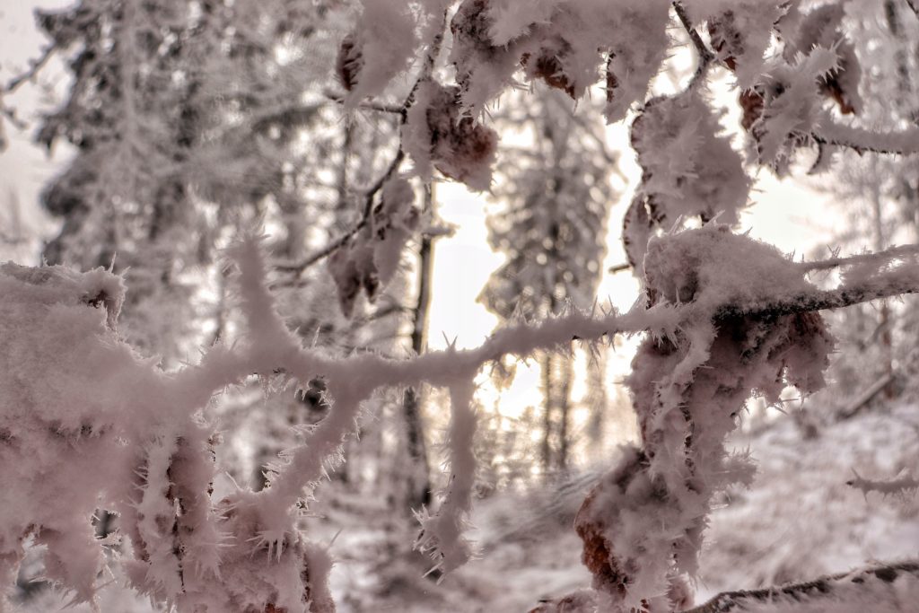 Zmrożone gałęzie, zaśnieżone liście, las Ujsoły