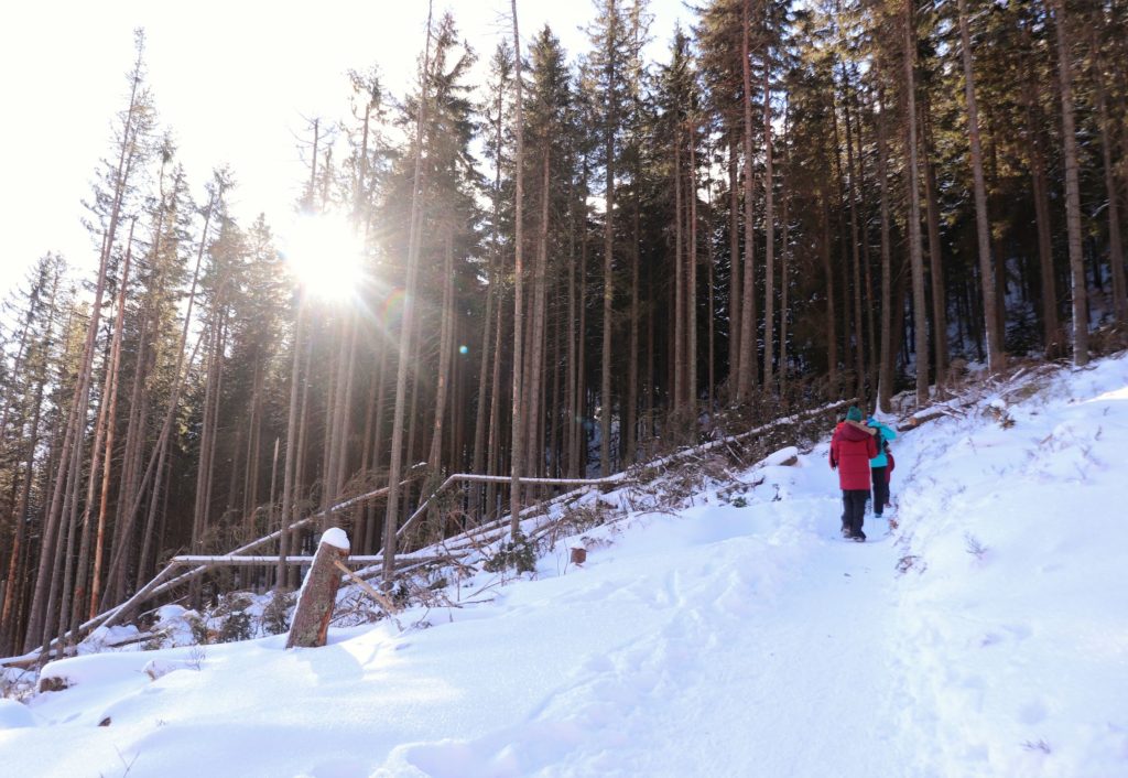 Ścieżka na tatrzańskim szlaku wchodząca do lasu, turyści, zimowa pora, słoneczny dzień