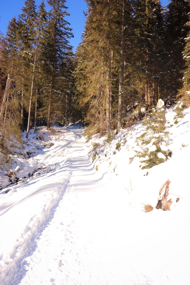 Żółty szlak idący od Polany Chochołowskiej w stronę szczytu Grześ, zima, zaśnieżona ścieżka, las