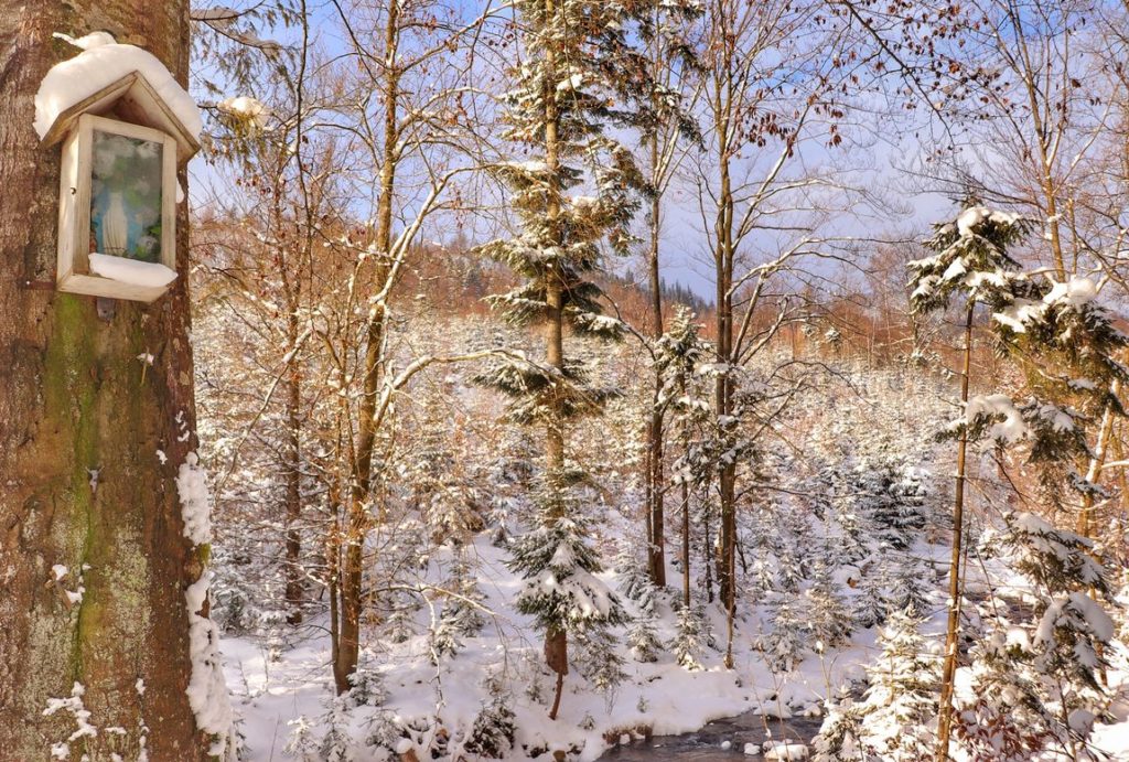Kapliczka leśna znajdująca się na drzewie w Kamesznicy, w tle Rzeki Kameszniczanka inaczej Rzeka Bystra, zimowa sceneria