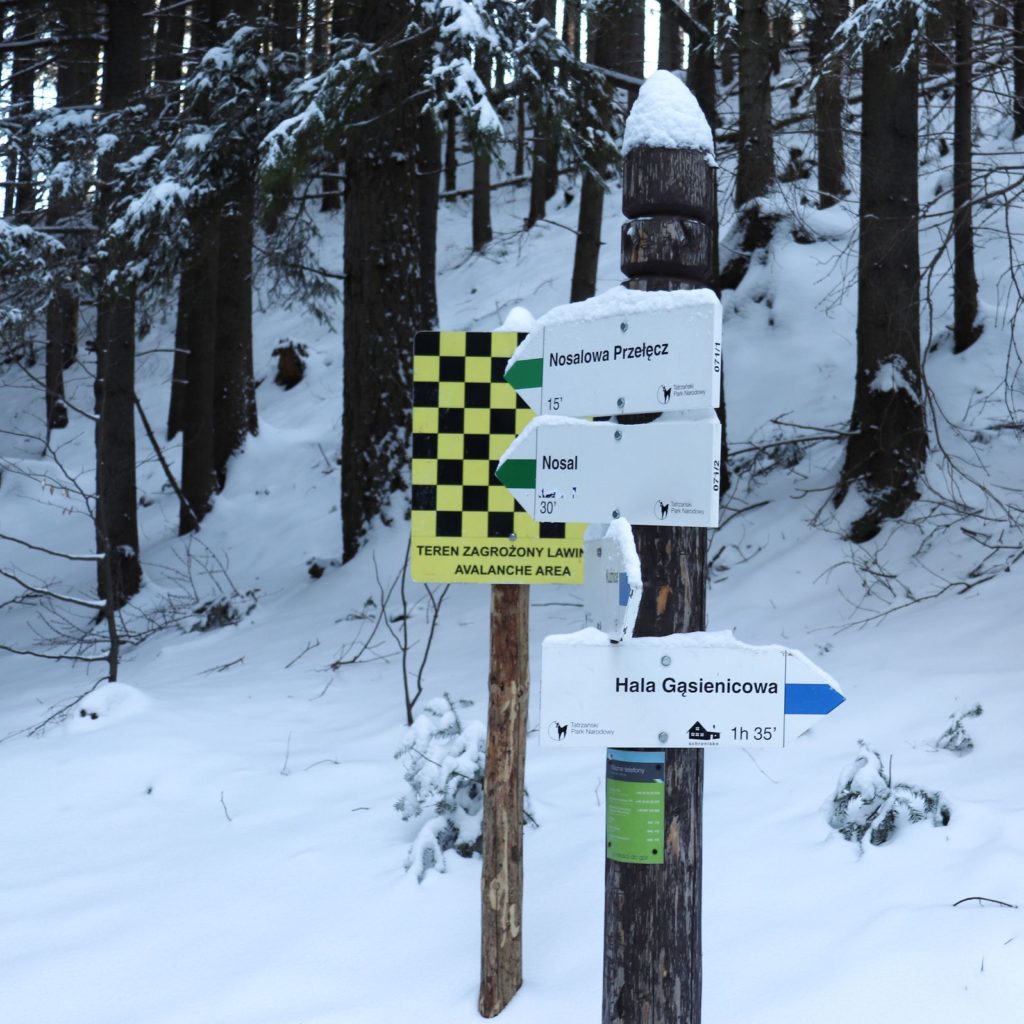 Las zimą, miejsce skrzyżowania szlaku niebieskiego na Halę Gąsienicową oraz zielonego na Nosal