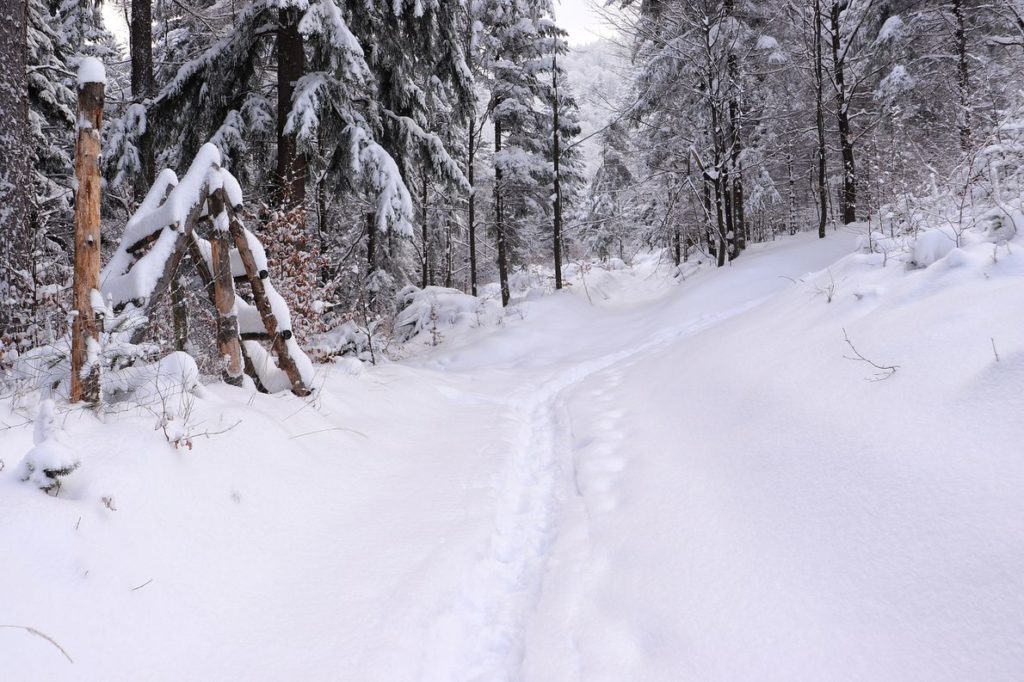 Leśna ścieżka zimową porą