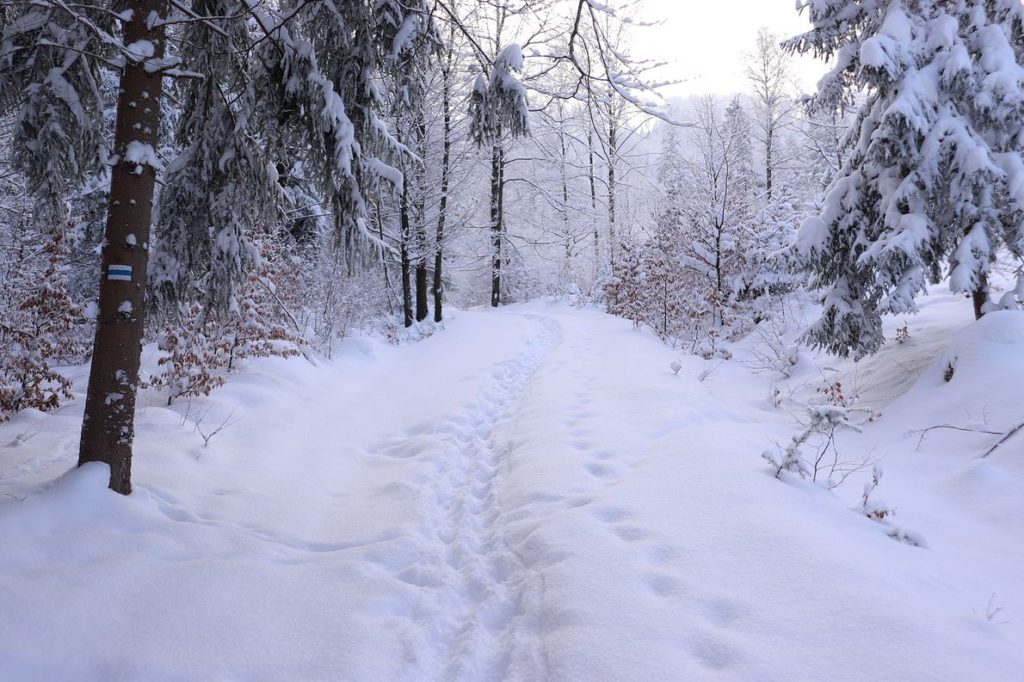 Niebieski szlak w Beskidzie Małym (Lipnik), zima, zasypana przez śnieg droga, drzewa