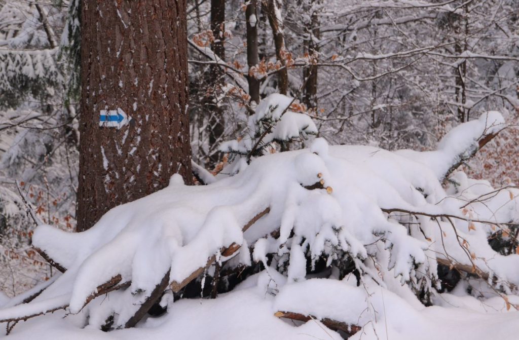 Oznaczenie na drzewie - strzałka, szlak niebieski skręca w prawo, Beskid Mały zimą
