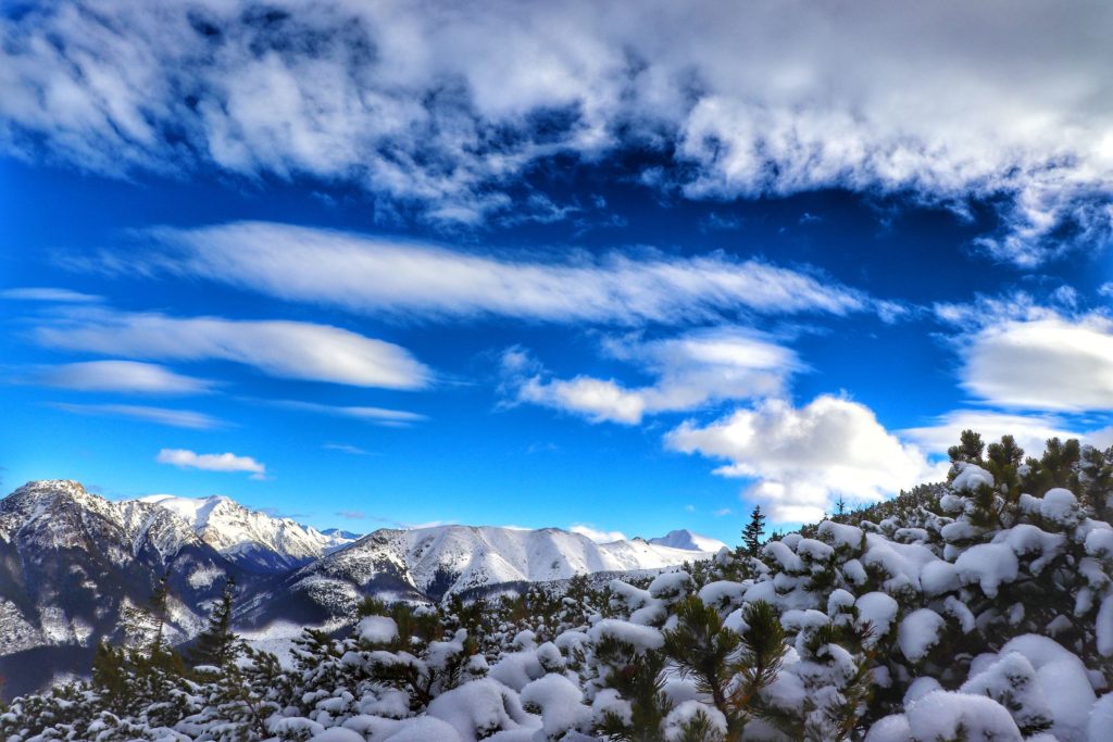 Ośnieżone tatrzańskie szczyty widziane z żółtego szlaku idącego na szczyt Grześ, opruszona śniegiem kosodrzewina, niebieskie niebo