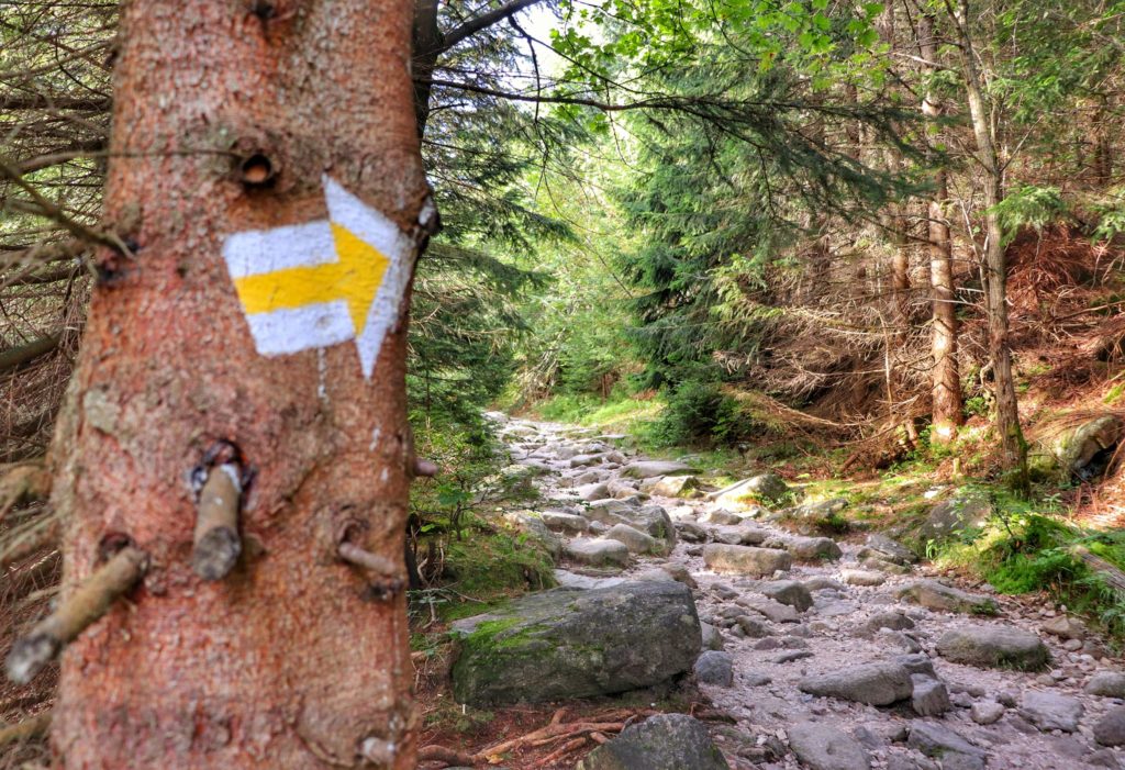 Strzałka na drzewie informująca o odbiciu szlaku żółtego idącego do schroniska pod Łabskim Szczytem w prawo, leśna droga