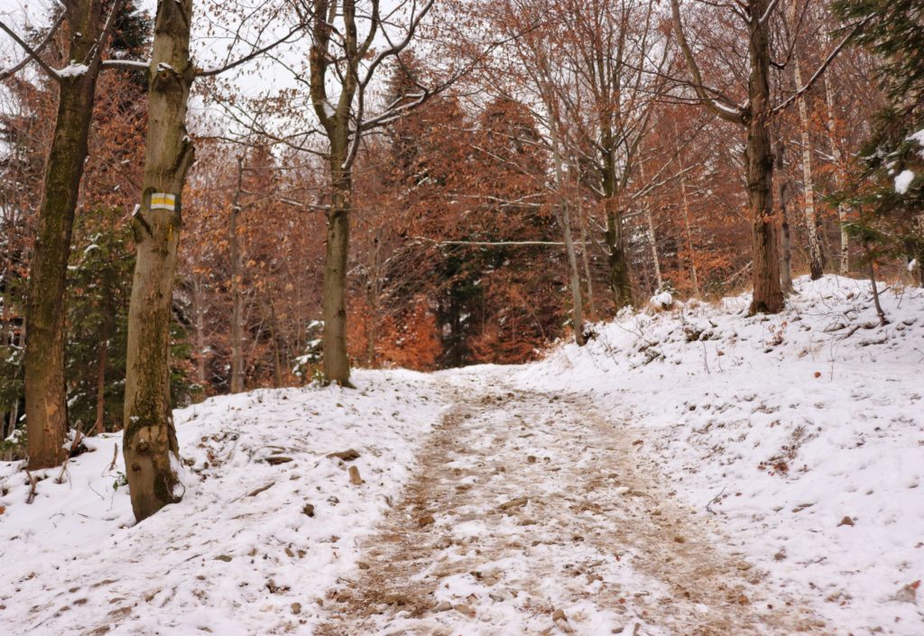 Szeroka, zaśnieżona droga na żółtym szlaku na Rogacz