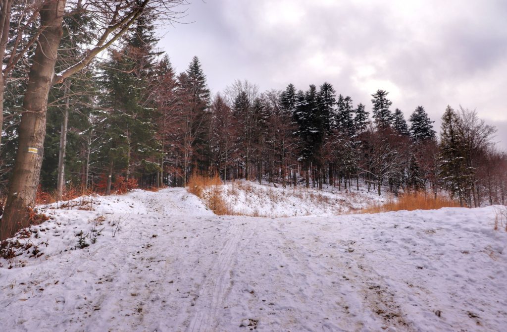 Szlak żółty na Rogacz - miejsce przecięcia szlaku z drogą pożarową, zimowe popołudnie