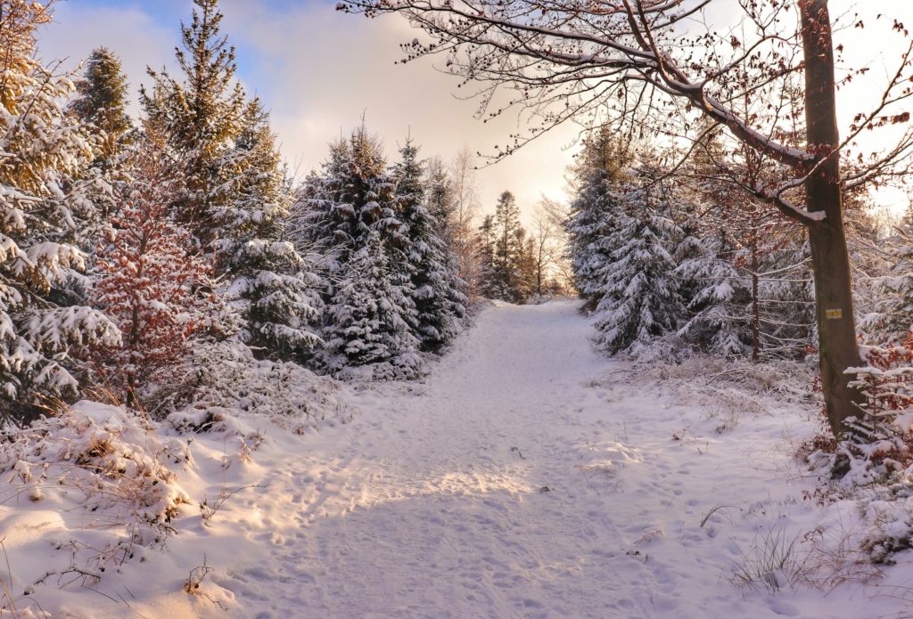 Szlak żółty prowadzący na Rogacz (Beskid Mały), zimowa sceneria, ośnieżone drzewa