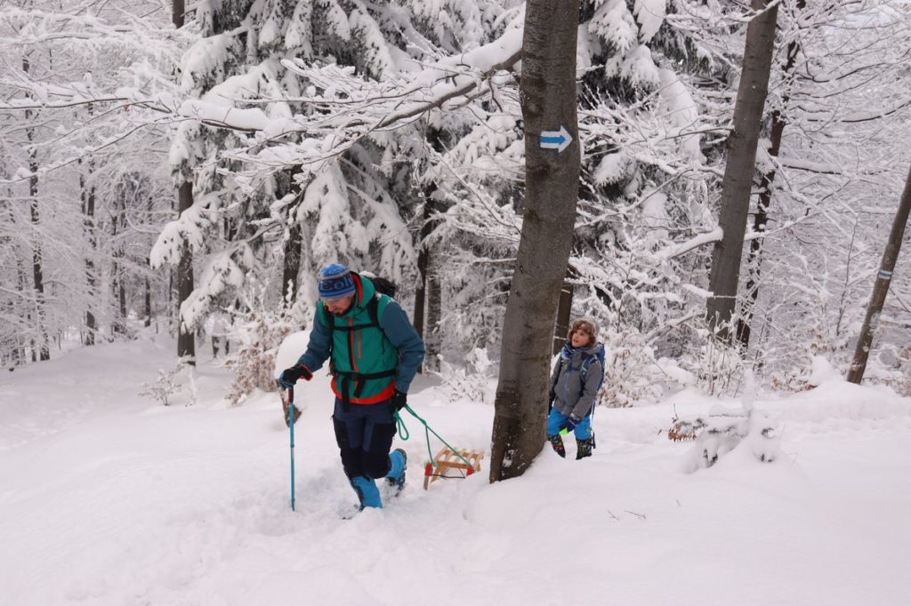 Turysta z dzieckiem idący leśną ścieżką zasypaną przez śnieg, niebieski szlak, miejsce skrętu szlaku niebieskiego