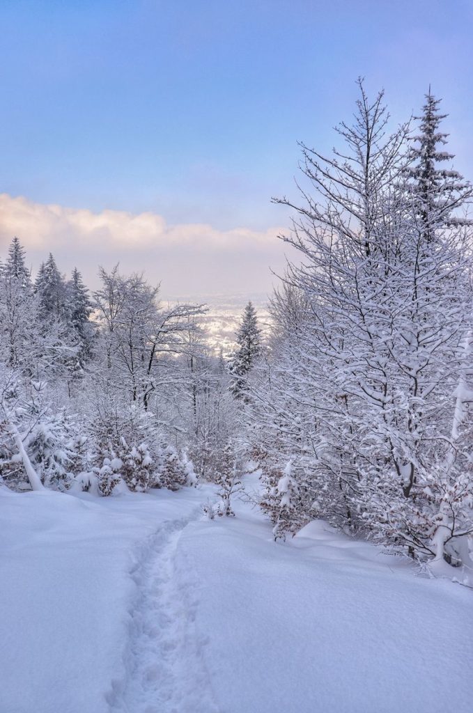 Wąska ścieżka wydeptana w śniegu, zaśnieżone drzewa