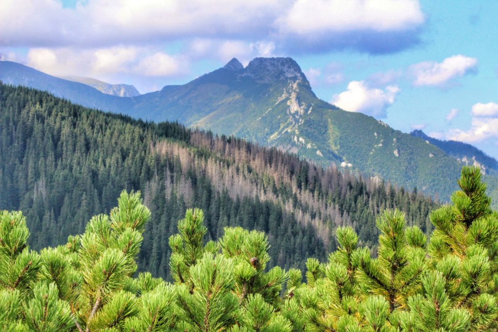 Widok na Giewont z Przełęczy między Kopami w Tatrach, zielona kosodrzewina