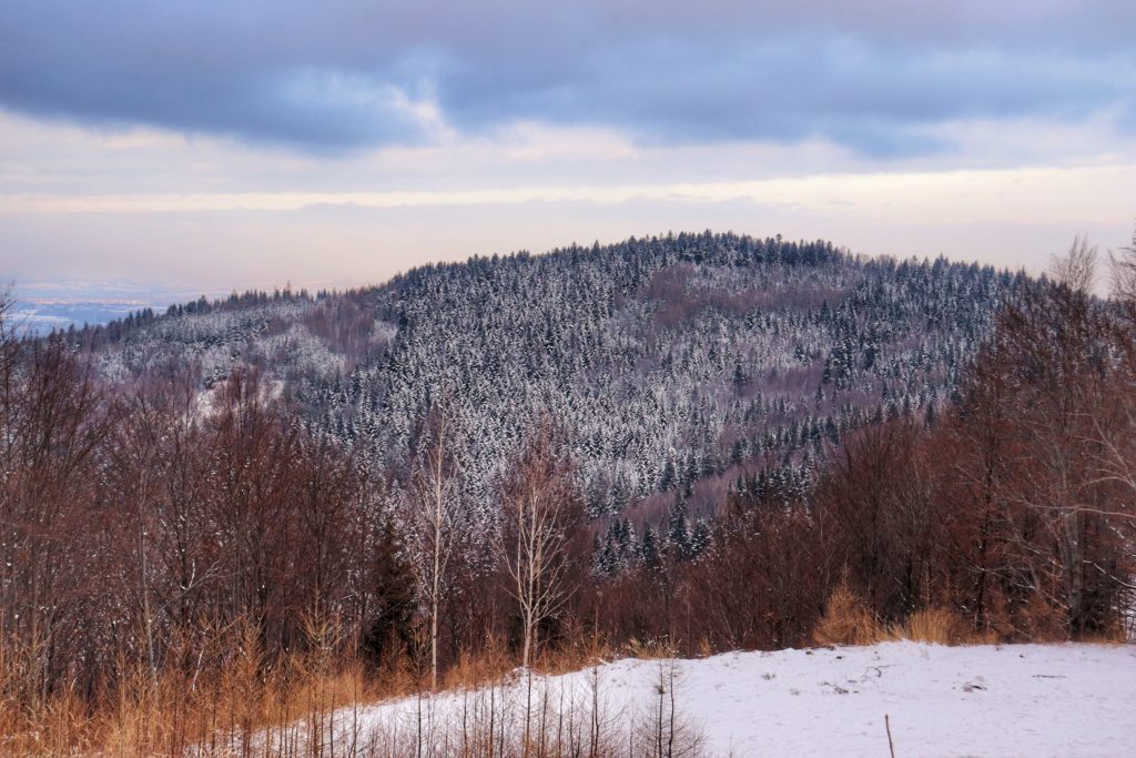 Widok na Łysą Górę z żółtego szlaku na Rogacz, zaśnieżone drzewa