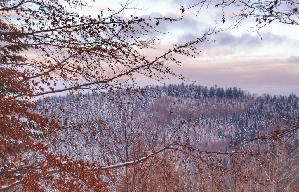 Widok na Łysą Górę ze szlaku żółtego na Rogacz, pokryte śniegiem drzewa