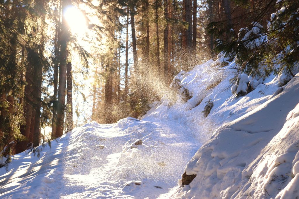 Zaśnieżona drga leśna oświetlona przez poranne słońce, śnieg spadający z drzew zwiany przez wiatr