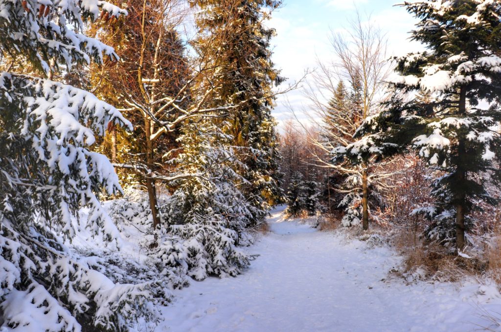 Zimowa ścieżka, zaśnieżone drzewa