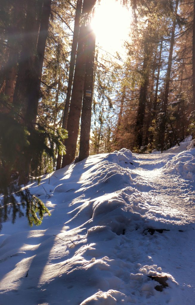 Śnieżka idąca przez tatrzański las, zima, słońce, żółto - niebieski szlak