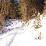 Żółty szlak idący od Polany Chochołowskiej w stronę szczytu Grześ, zima, zaśnieżona ścieżka, las