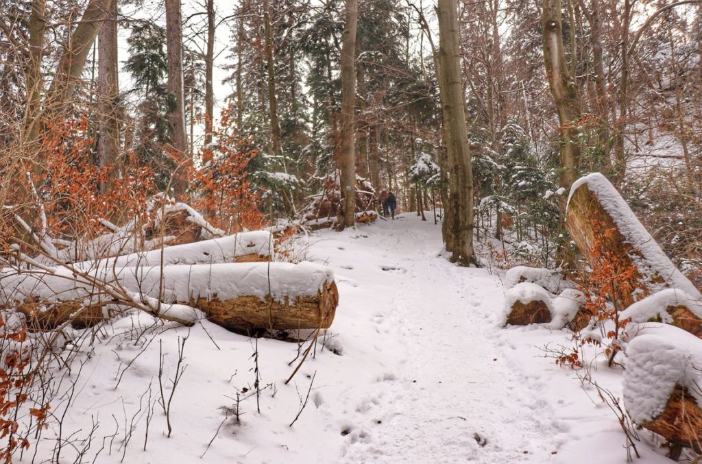 Ścięte drzewa, pokryta śniegiem ścieżka na niebieskim szlaku na Sokolicę, w oddali widoczni turyści