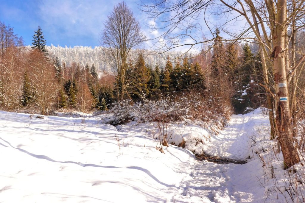 Ścieżka na niebieskim szlaku w Rajczy, zimowy klimat, w oddali pokryte białym puchem drzewa