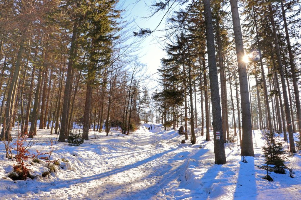 Czerwony szlak idący z Białego Krzyża - Szczyrk na Malinowską Skałę, zaśnieżona droga leśna, zimowe słońce