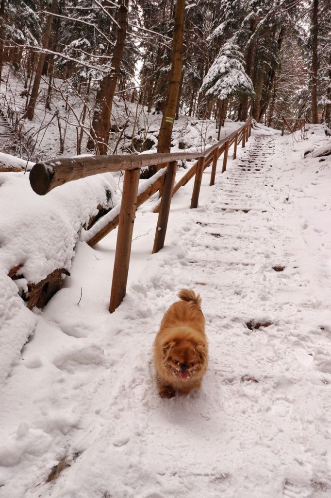 Mały piesek, drewniane schody na zielonym szlaku prowadzącym na Przełęcz Sosnów, zima