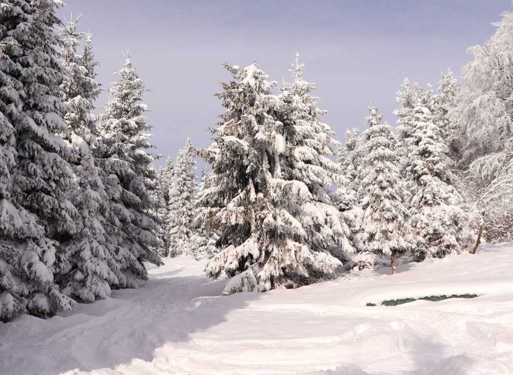 Okolica chaty Sucha Góra, zimowy klimat, drzewa w śniegu