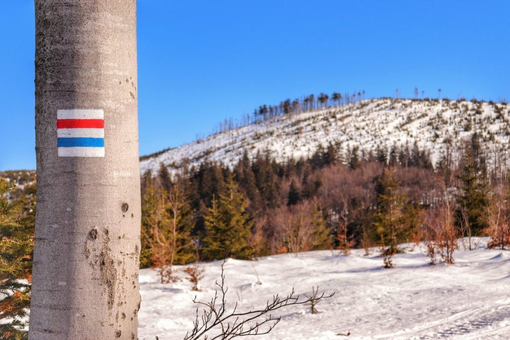 Oznaczenie szlaku czerwonego oraz niebieskiego na drzewie, zima, okolice Nad Przełęczą Malinowską